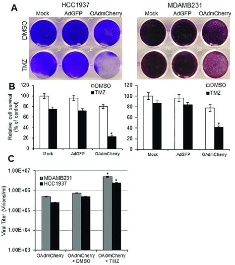 Temozolomide Tmz Enhances Oncolytic Adenovirus Oad Mediated