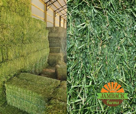 Current Hay And Alfalfa Inventory Jamback Farms Jamback Farms