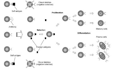 The Clonal Selection Principle Download Scientific Diagram