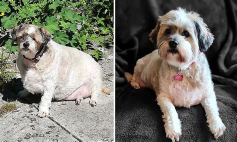 Shih Tzu Who Weighed Over 2st And Could Barely Walk Sheds More Than A