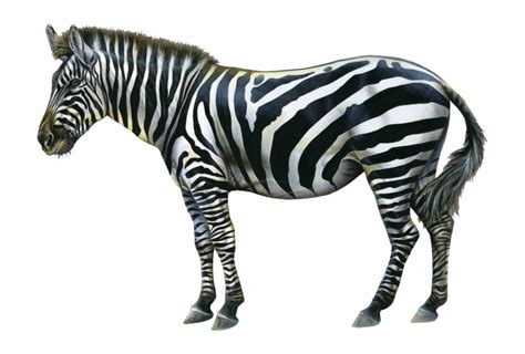 Baby Zebra Clipart - Clip Art Library