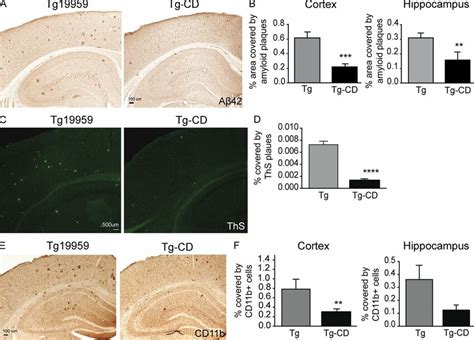 HP β CD treatment significantly reduces amyloid plaque burden and