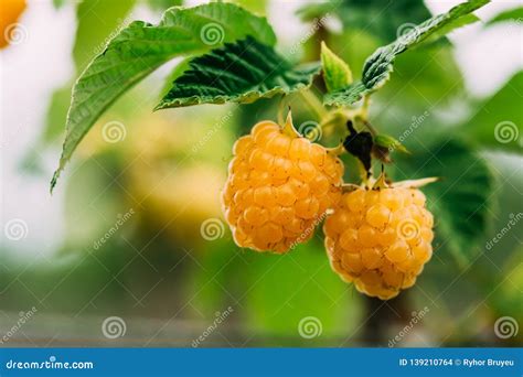 Yellow Golden Raspberries Growing Organic Berries Closeup Ripe Raspberry In Fruit Garden Stock