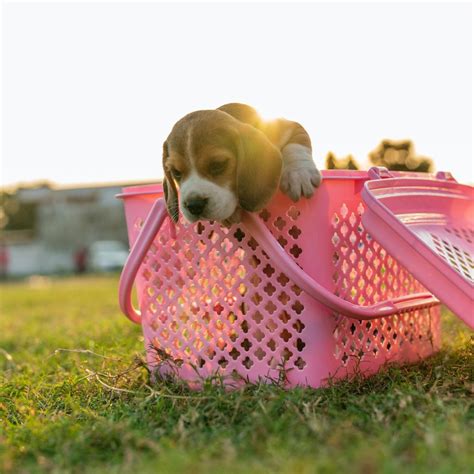 Mejores Criadores De Beagle Cachorros De Beagle En Beagle Spain