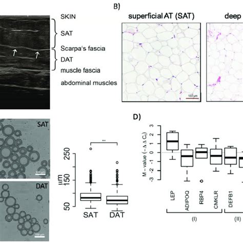 Morphological And Paracrine Characterization Of Superficial Adipose