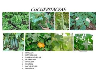 Plant Families examples.pptx