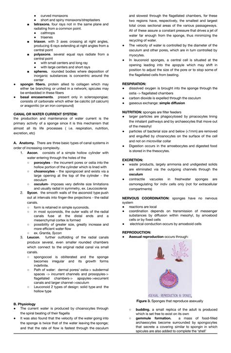 Solution Upm Bio 116 Module 3 Phylum Porifera Notes Studypool