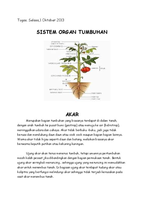 Doc Sistem Organ Tumbuhan