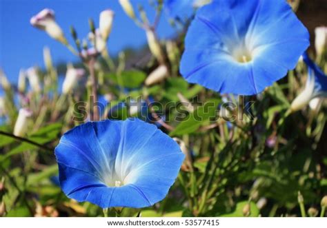 Blue Flower Creeper Plant Stock Photo (Edit Now) 53577415