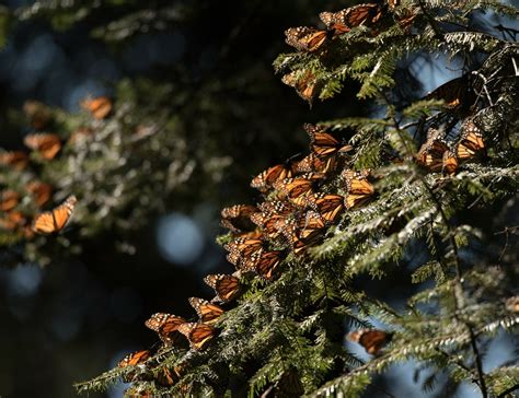 La Jornada Crece Presencia De Mariposa Monarca En Bosques De