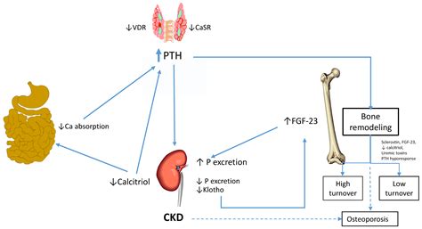 Bone Disease in Chronic Kidney Disease and Kidney Transplant