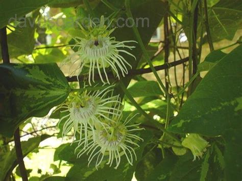 Plantfiles Pictures Tri Colored Passion Vine Passiflora Trifasciata 1 By Willowwasp