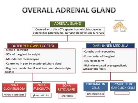 Adrenal Gland |Introduction, Structure, Location & Function