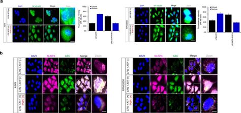 Povidone Iodine Suppresses Lps Induced Inflammation By Inhibiting Tlr4