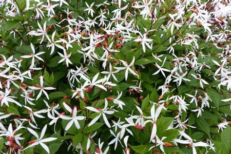 Gillenia Trifoliata Bowman S Root