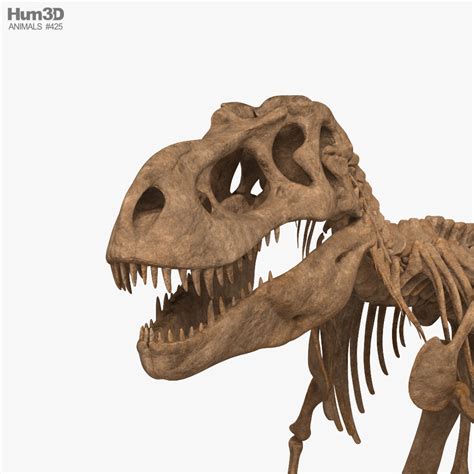 T-rex Skeleton 3D model - Animals on Hum3D