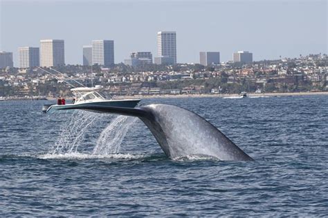 Newport Coastal Adventure Whale Watching (Newport Beach) - 2019 All You ...