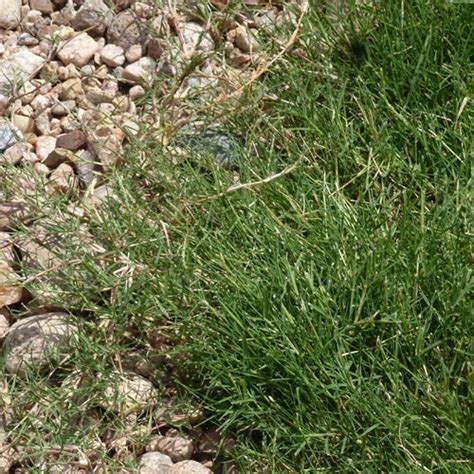 Dog Tuff Grass Plugs Cynodon Hybrida High Country Gardens