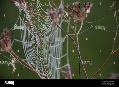 spider web with dew drops Stock Photo - Alamy