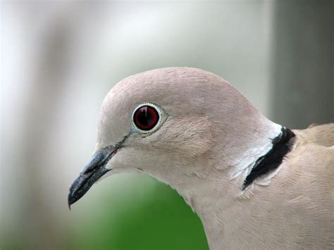 Collared Dove - Spirit Animal Totems