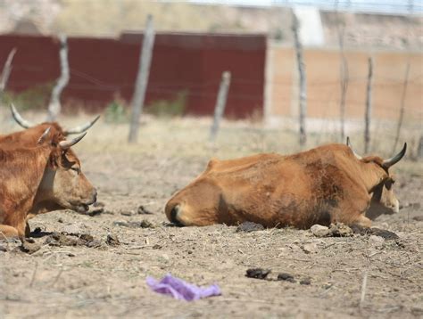 Durango Registra Reses Muertas Por Sequ A