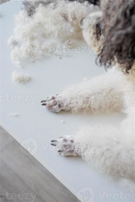 Paws of groomed bichon frise or poodle dog in salon 3773662 Stock Photo at Vecteezy