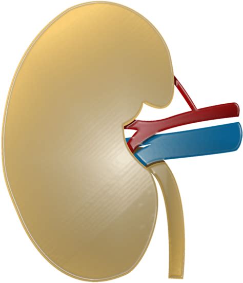 Three Kidney Schemes Just Illustrating The Basic Structure Three