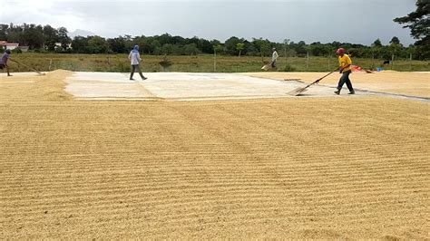 Sun Drying Of Rice Grains Palay Pagbibilad Ng Palay Youtube