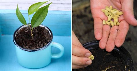 Cómo germinar naranjas en una taza para decorar la casa Mundo Positivo