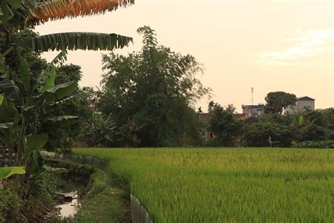 Sawah Padi Bidang Foto Gratis Di Pixabay Pixabay