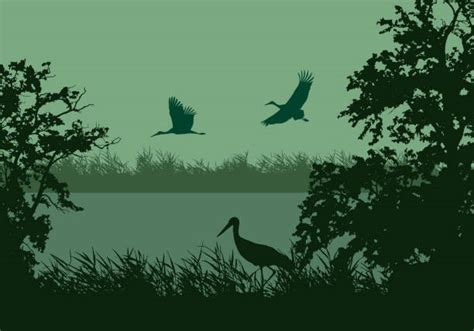 Wetland Illustrations Royalty Free Vector Graphics And Clip Art Istock