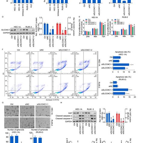 Downregulation Of Slco C Affects The Proliferation Apoptosis And