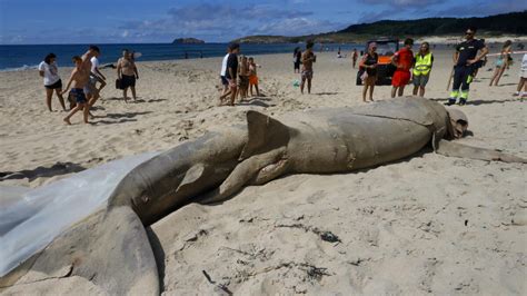 Encuentran Un Tibur N De Casi Ocho Metros Varado En Una Playa De Ferrol