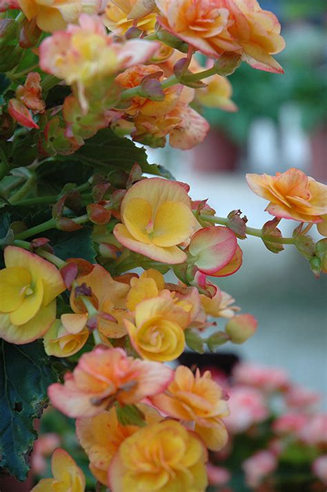 Eva Begonia Buchanan S Native Plants