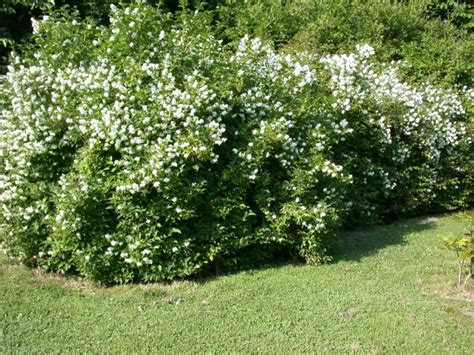 Iasomie Philadelphus Coronarius De Cm La Ghiveci L Plantland Ro