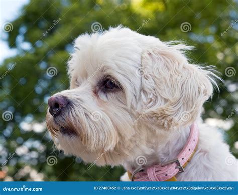 Portrait Of Havanese Dog Stock Photo Image Of White 27480452