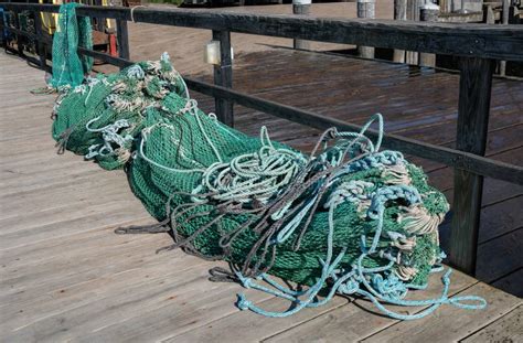 Seaweed Harvesting Nets Stock Image Image Of Seaweed 300677255