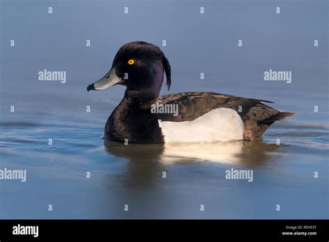 Swimming male Tufted Duck; Aythya fuligula Stock Photo - Alamy