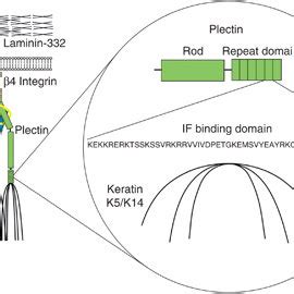 Structural organization of hemidesmosomes. Hemidesmosomes connect the ...