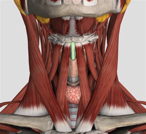 Superficial Structures In The Anterior Triangle Of The Neck Diagram