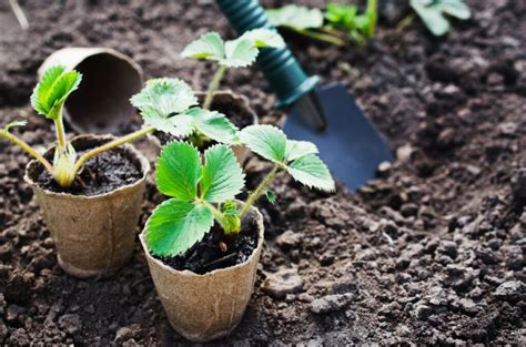 Strawberry Plant Propagation The Definitive Guide Updated 2022