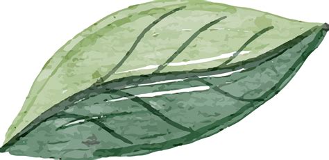 Leaf Watercolor Clip Art 13217696 PNG