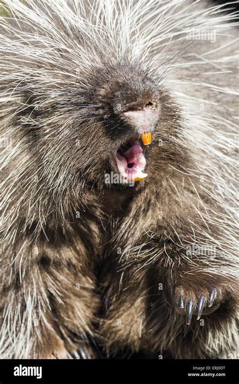 New world porcupine hi-res stock photography and images - Alamy