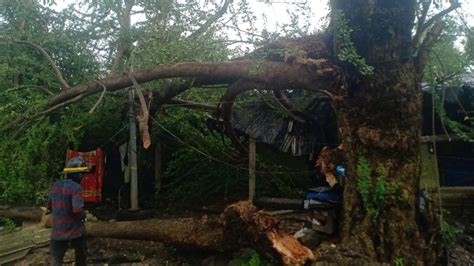 Maharashtra Two Injured After Huge Tree Falls On Five House In Thane