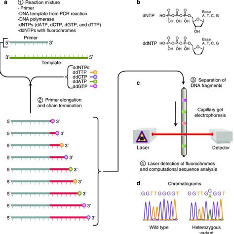 8 Sanger Sequencing With Fluorescent Labelled Ddntps A Reagents