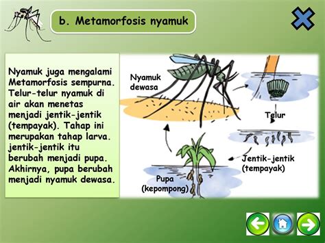 Metamorfosis Mulai Akhiri Ppt Download