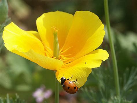 Fotos Gratis Naturaleza Prado Pétalo Insecto Mariquita Botánica Amarillo Flora Plantas