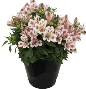 Alstroemeria Inca Flamingo Jelimex