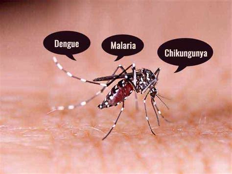 Dengue Malaria Chikungunya Differences Similarities Max Lab