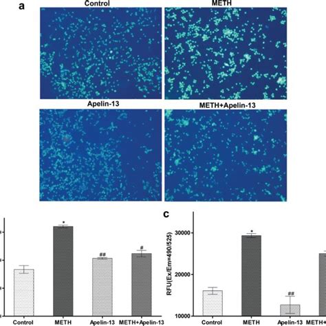 The Effect Of Apelin 13 On METH Induced Autophagosomes And